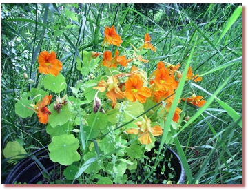 nasturtiums
